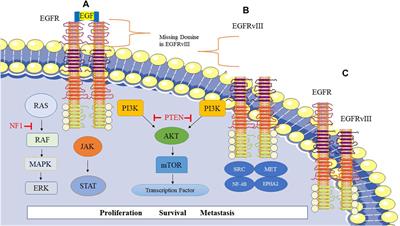 Characterization of prevalent tyrosine kinase inhibitors and their challenges in glioblastoma treatment